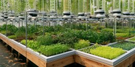 Aquaponics for Mini Farming: A Step-by-Step Setup Guide - Gardening Tips