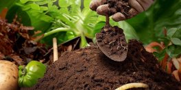 {$title} - Gardening Tips