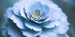 How Do I Grow Dusty Miller Flower? - Gardening Tips