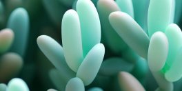 How to Care for Your ET’s Finger Jade? - Gardening Tips