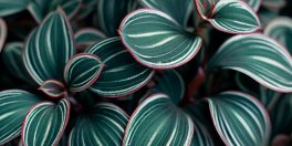 How to Grow and Care for Callisia Plants? - Gardening Tips