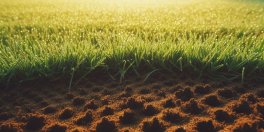Lawn Aeration 101: Why, When, and How to Aerate Your Lawn - Gardening Tips