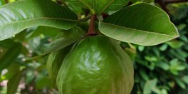 When, Where and How to Plant Guava Tree from Seeds or Saplings? - Gardening Tips