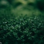 A Guide to Creeping Thyme Plants in Your Backyard - Gardening Tips