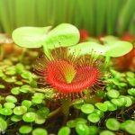 Aquaponic Plants: How to Care For a Sundew Plant? - Gardening Tips