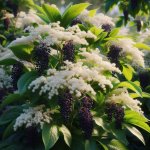 What Type of Soil is Best for Growing Elderberry Plants? - Gardening Tips