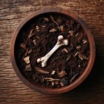 Can You Compost Animal Bones? A Beginner’s Guide - Gardening Tips