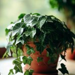 Caring for the Most Popular Ivy Houseplant - Gardening Tips