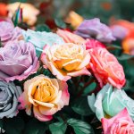 Choosing The Perfect Location To Grow Roses In Your Yard - Gardening Tips