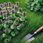 How to Control Henbit in Lawns for a Cleaner Look? - Lawn Care Tips