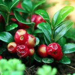 How to Identify and Fix Common Cranberry Diseases and Pests? - Gardening Tips