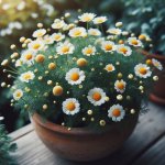 How to Grow Chamomile at Home for Fresh Tea? - Gardening Tips