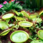 Guide to Care for Venus Flytraps - Gardening Tips