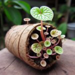 How do I care for a Stephania erecta tuber indoors? - Gardening Tips