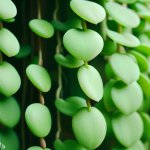 How do I grow Dischidia Plants? - Gardening Tips