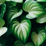 How to Care for Your Pothos Plants the Right Way? - Gardening Tips