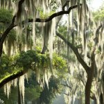 How to Get Rid of Spanish Moss From Trees? - Gardening Tips
