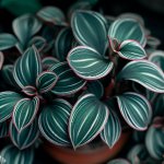 How to Grow and Care for Callisia Plants? - Gardening Tips