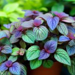How to Grow and Care for Hemigraphis Alternata Houseplants? - Gardening Tips