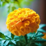 How To Grow Edible Marigold Plant at Home? - Gardening Tips