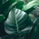 How to Grow for a Fiddleleaf Philodendron? - Gardening Tips
