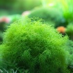How to Grow Irish Moss Plant in Your Garden? - Gardening Tips
