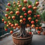 How to Grow Pomegranate Trees in Containers? - Gardening Tips