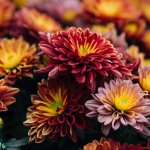 How to Overwintering Mums for Your Garden? - Gardening Tips