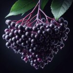 How to Know When Your Elderberries Are Ripe and Ready to Harvest? - Gardening Tips