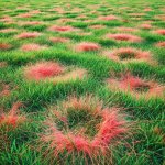 Understanding Red Thread and How to Manage It in Lawns - Lawn Care Tips