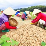 Post-Harvest Peanut Curing with Specialty Techniques - Gardening Tips