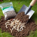 How Can I Prevent and Control Lawn Grubs? - Gardening Tips