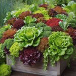 Salad Bowl Success: How to Grow Lettuce in Containers - Gardening Tips