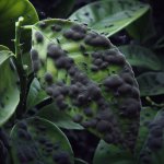 How Do I Treat Sooty Mold on Citrus Fruits? - Gardening Tips