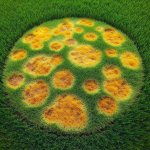 How to Treat Fusarium Patch on Your Lawn? - Gardening Tips