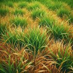 How to Recognize and Treat Leaf Blight on Lawns? - Lawn Care Tips