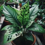 What causes black spots on peace lily leaves? - Gardening Tips