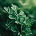 What is Alfalfa and What are its Benefits as a Plant? - Gardening Tips