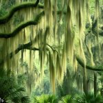 What is Spanish Moss and Why Does it Matter? - Gardening Tips