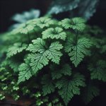 What’s the best potting mix for maidenhair ferns? - Gardening Tips