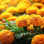 When Should You Plant Marigold Seeds? - Gardening Tips