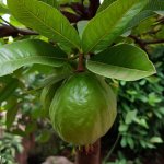 When, Where and How to Plant Guava Tree from Seeds or Saplings? - Gardening Tips