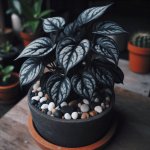 Why Are My Pothos Leaves Turning Black? - Gardening Tips