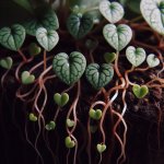 Why are my string of hearts leaves turning mushy? - Gardening Tips
