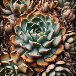 Why Are My Succulents Dying from the Bottom Up? - Gardening Tips