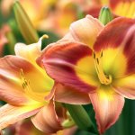 Why is it Necessary to Deadhead Daylily Flowers? - Gardening Tips