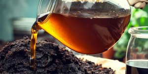 Compost Tea: The Liquid Gold for Plants - How to Brew and Use It Effectively - Popular Gardening Guide