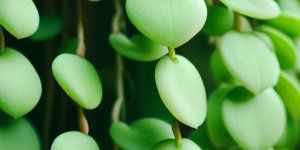 How do I grow Dischidia Plants? - Popular Guide