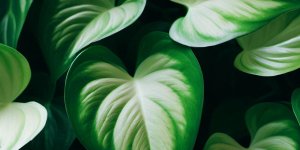 How to Care for Your Pothos Plants the Right Way? - Popular Guide