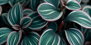 How to Grow and Care for Callisia Plants? - Popular Guide